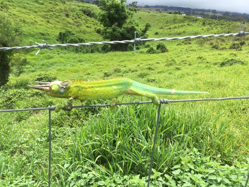 Ha'Le Kiana Bed & Breakfast Kula Exterior photo
